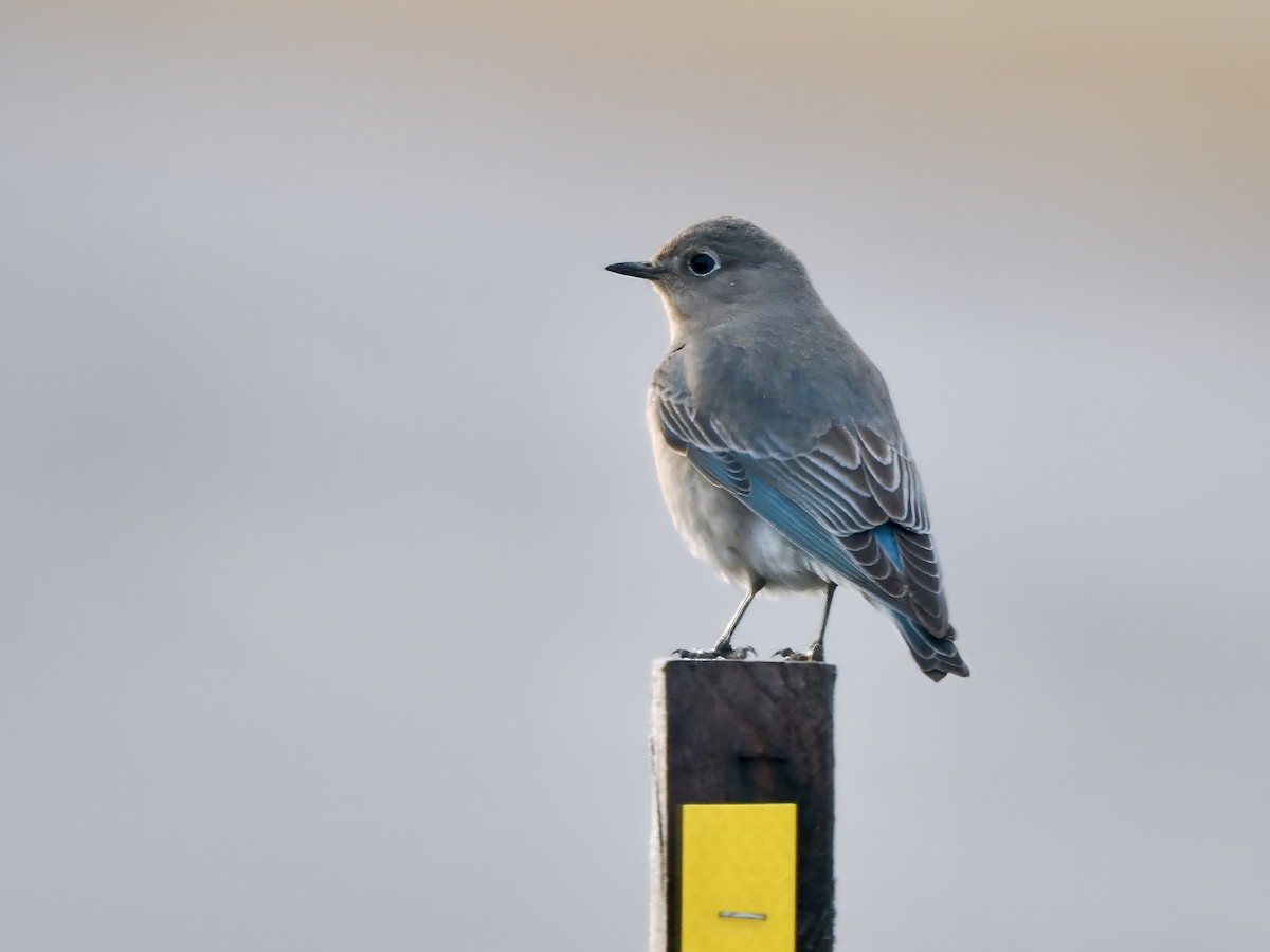 Mountain Bluebird - ML613271423