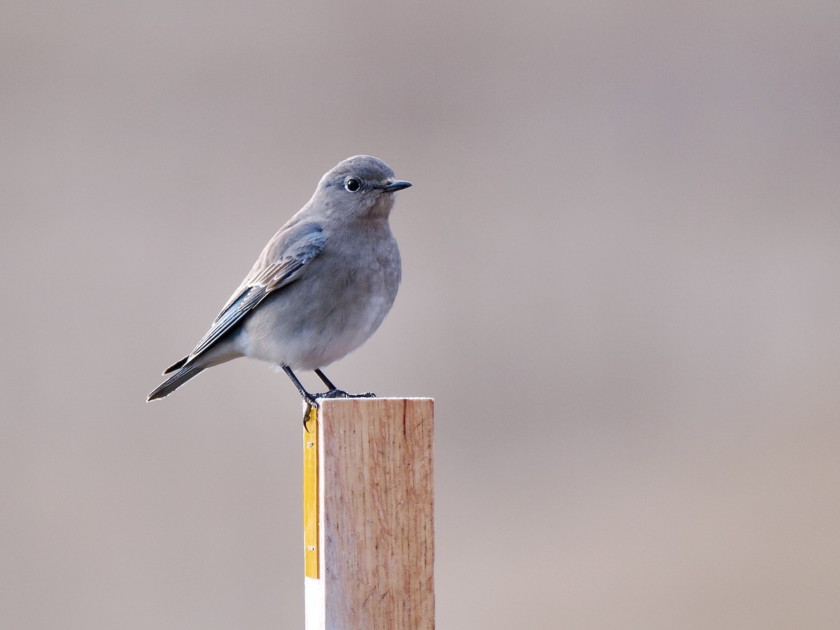 Mountain Bluebird - ML613271424