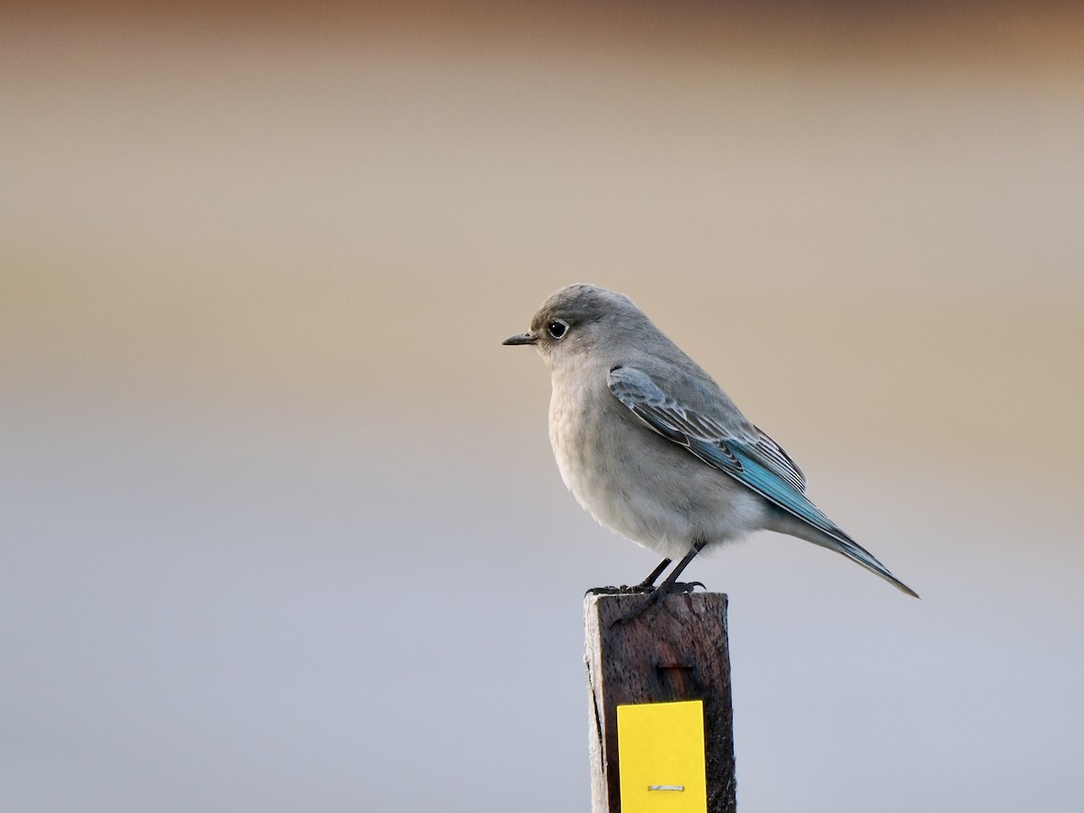 Mountain Bluebird - ML613271425