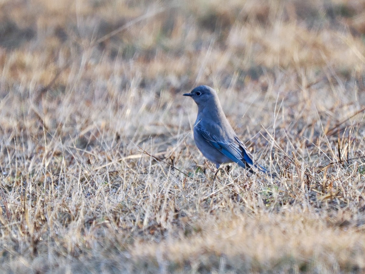 Mountain Bluebird - Gabriel Willow