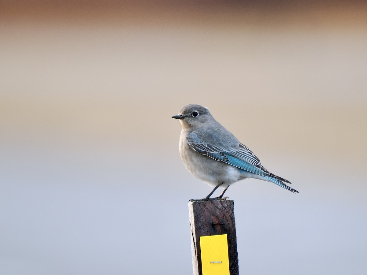 Mountain Bluebird - Gabriel Willow