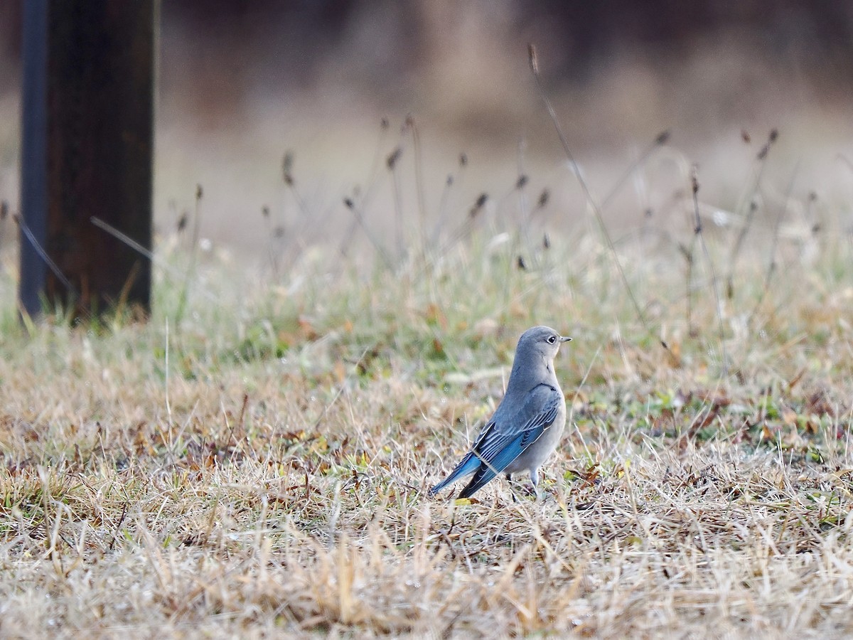 Mountain Bluebird - ML613271429