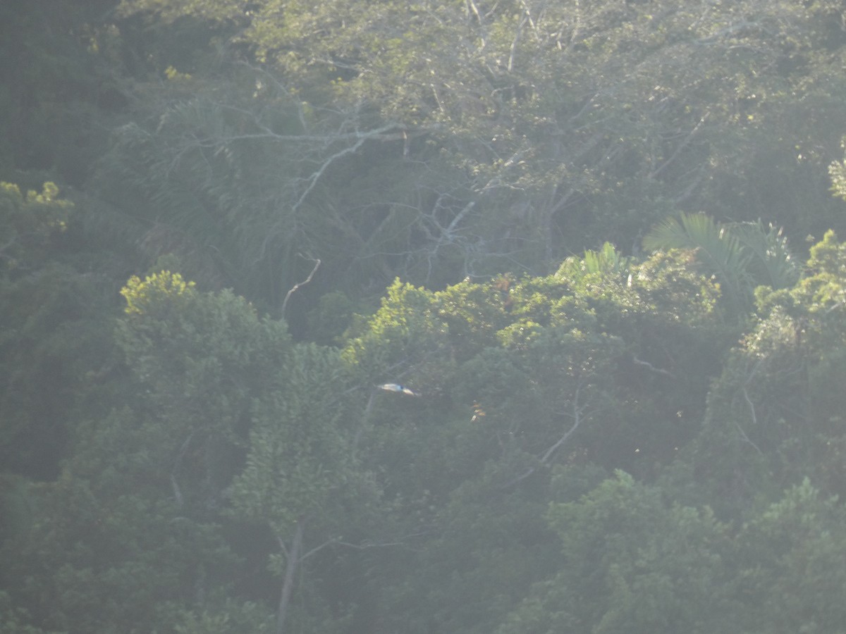 ub. måke/terne (Laridae sp.) - ML613271456