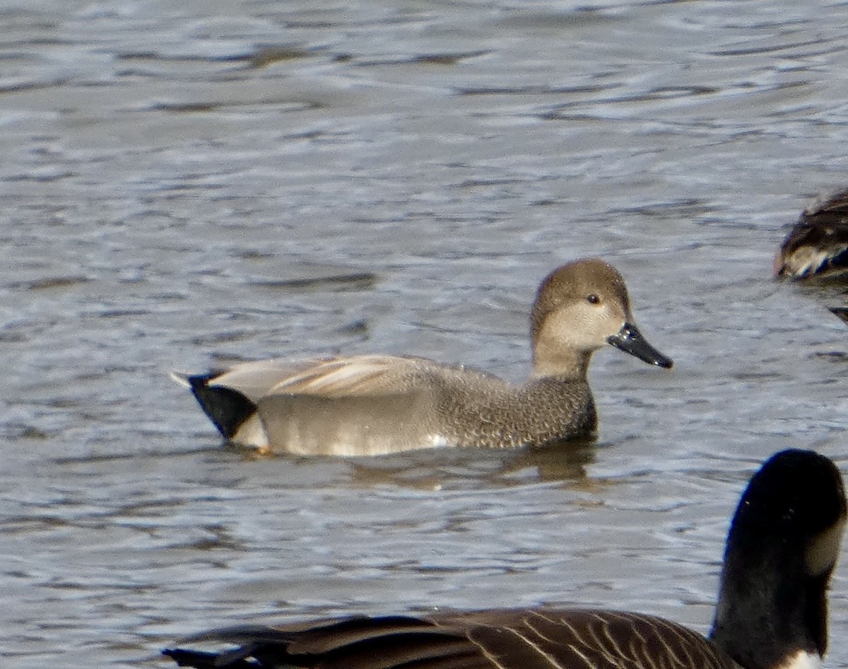 Maryland-DC Breeding Bird Atlas Checklist - 8 Jan 2024 - Gunners Lake ...