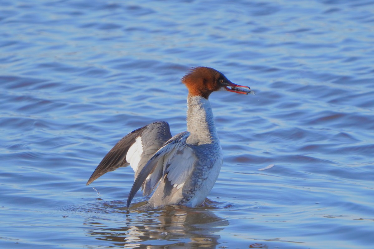 Common Merganser - ML613271550