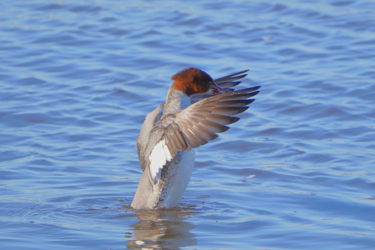 Common Merganser - ML613271552