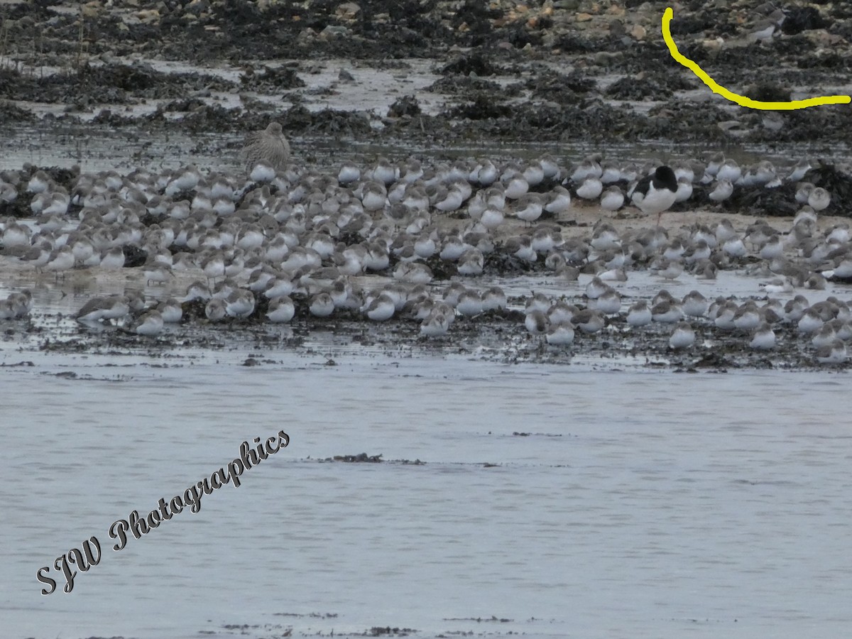 Common Ringed Plover - ML613271557