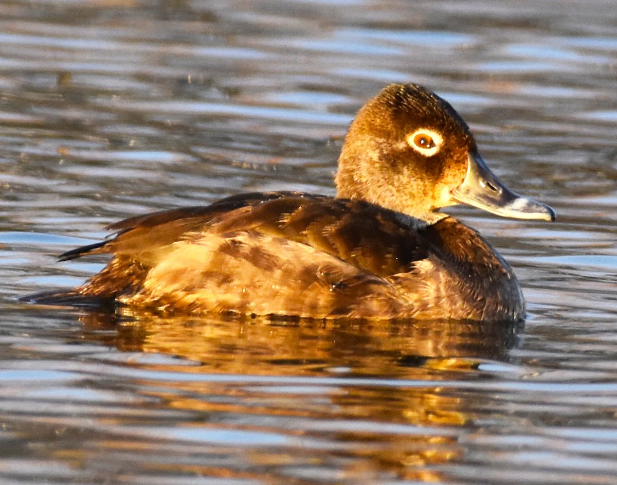 Ring-necked Duck - ML613271566