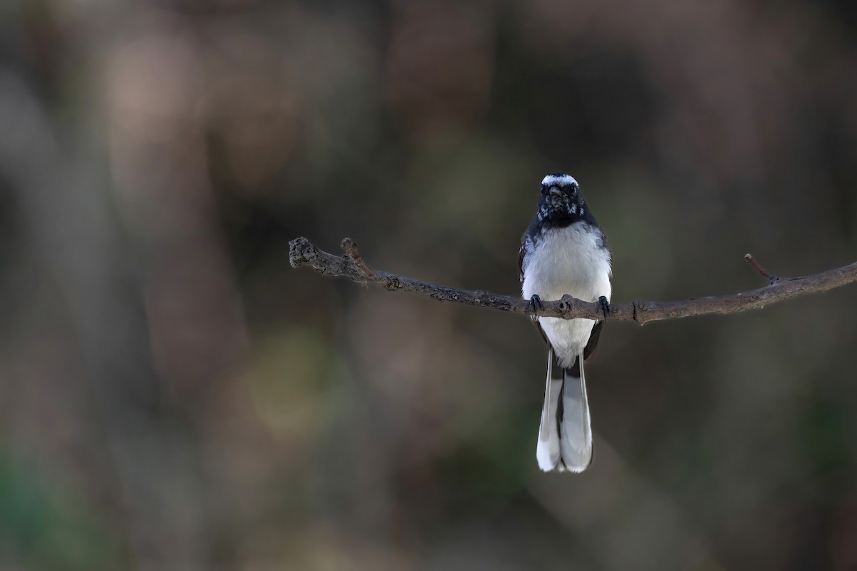 White-browed Fantail - ML613271574