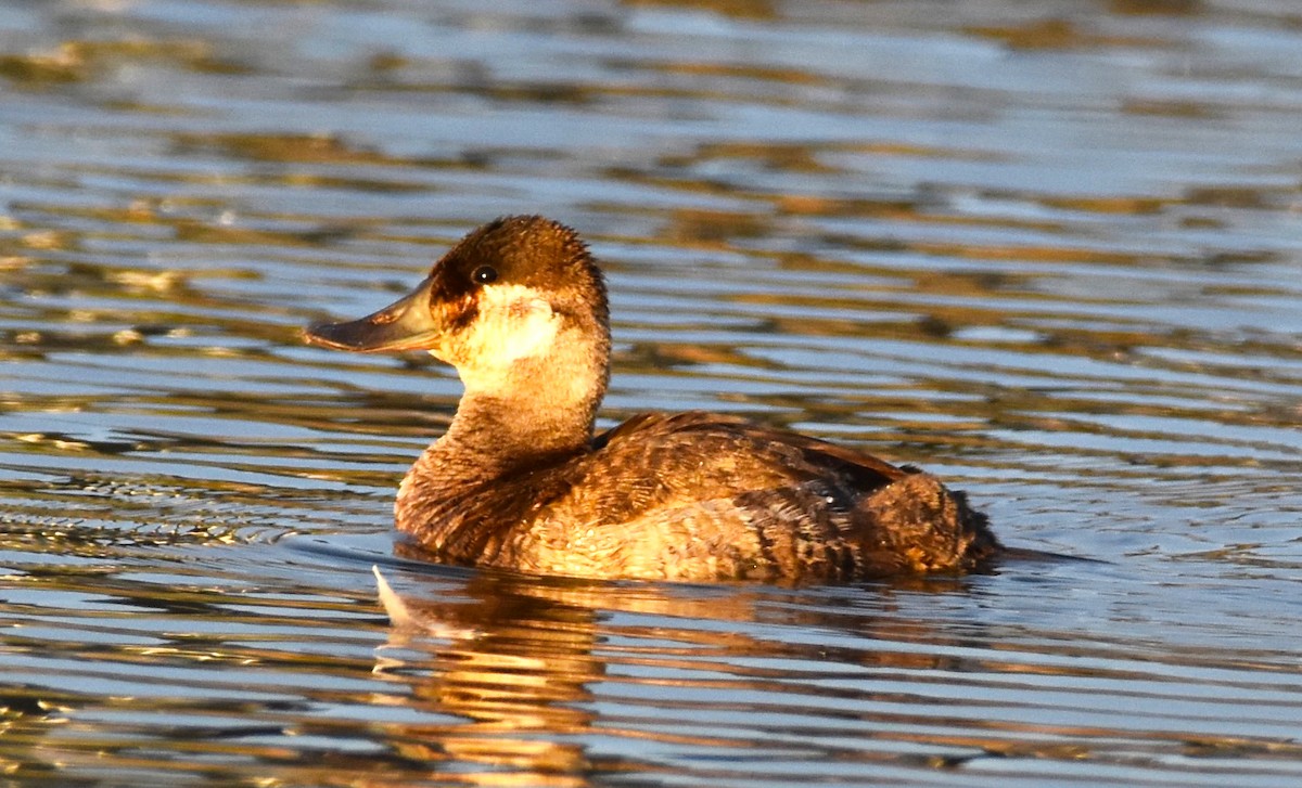 Érismature rousse - ML613271576