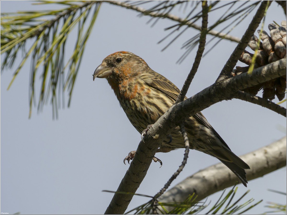 Red Crossbill - José María Paraíso Hernández