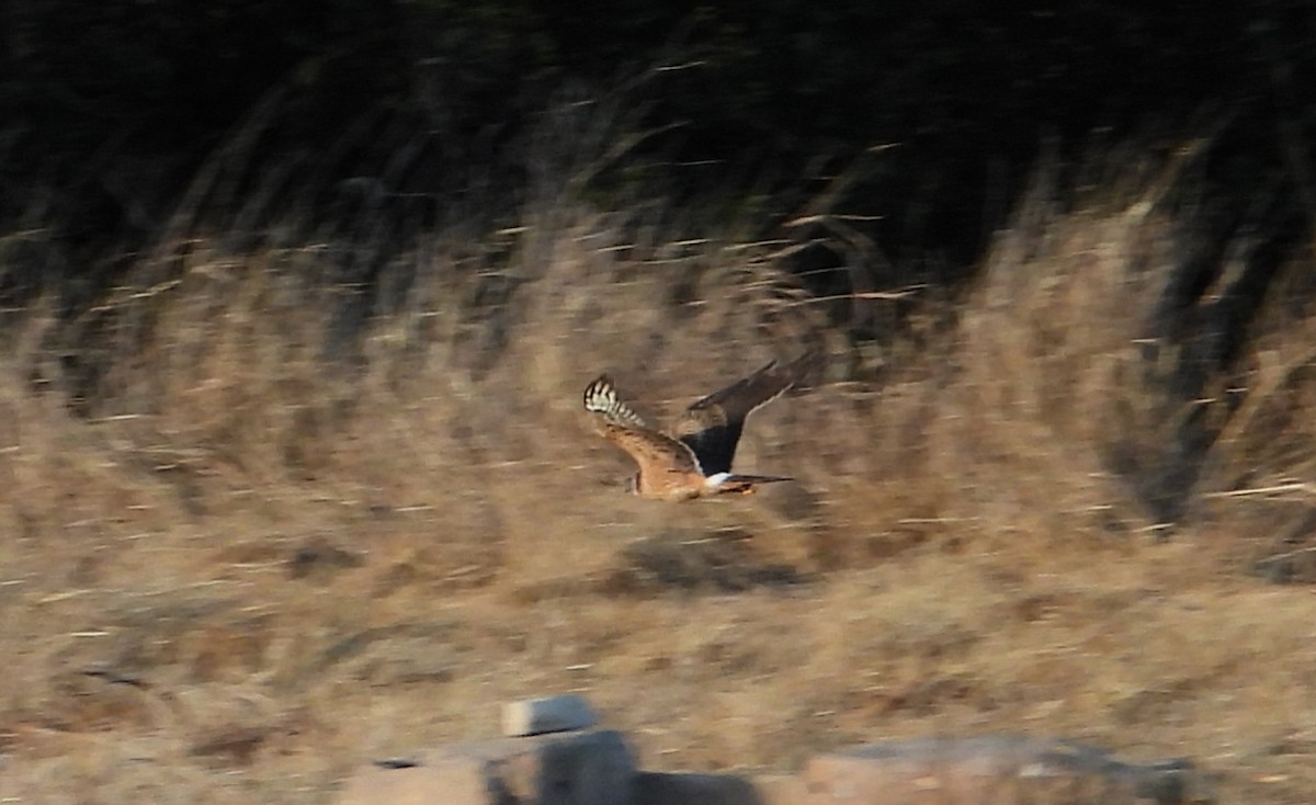 Pallid Harrier - ML613271605