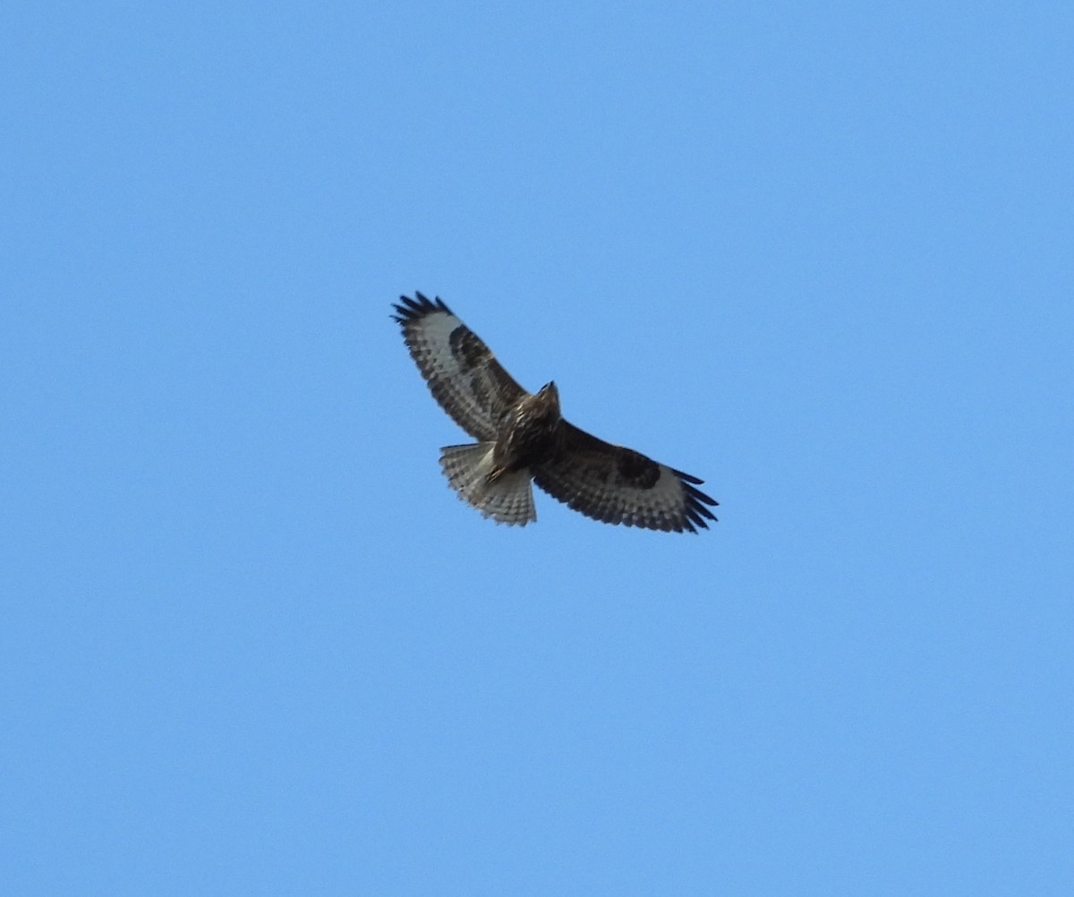 Common Buzzard - ML613271620