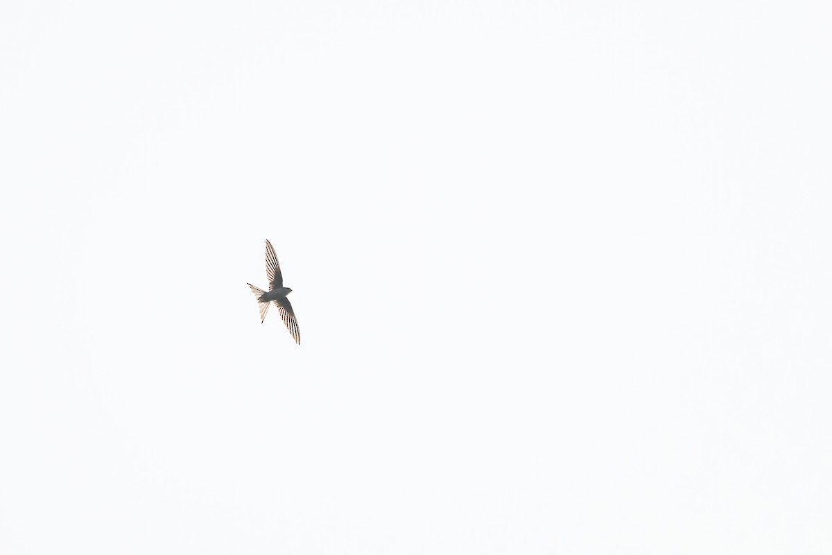 Asian Palm Swift - ML613271628