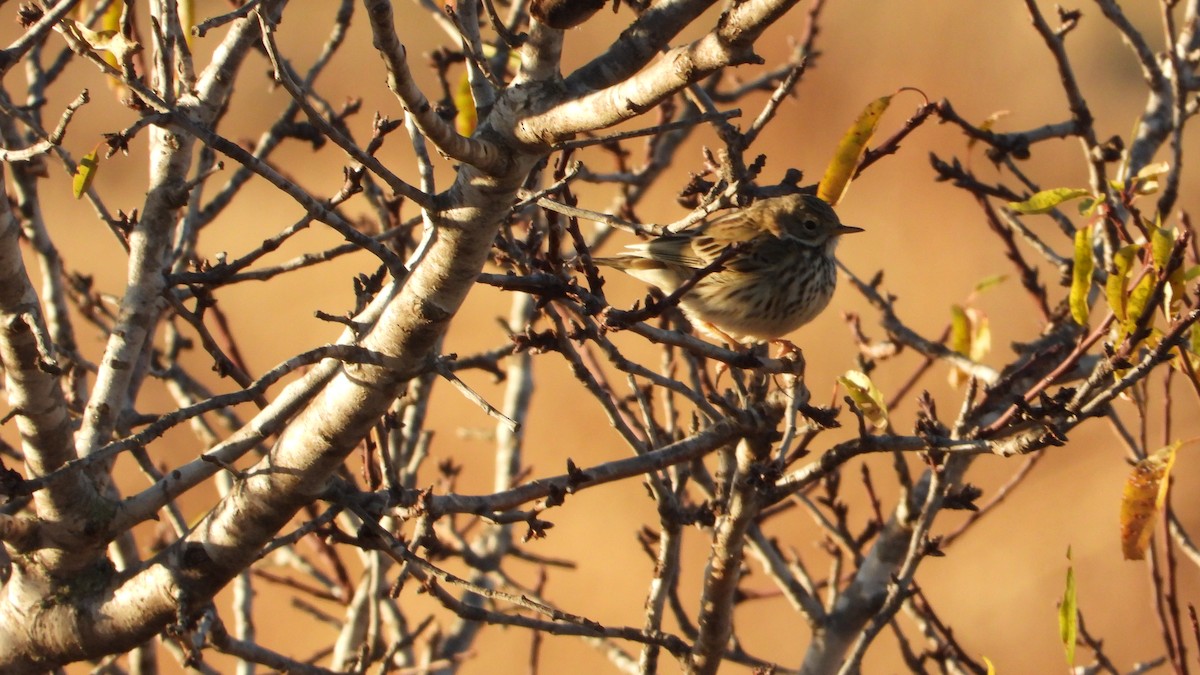 Meadow Pipit - Gaspar Diaz