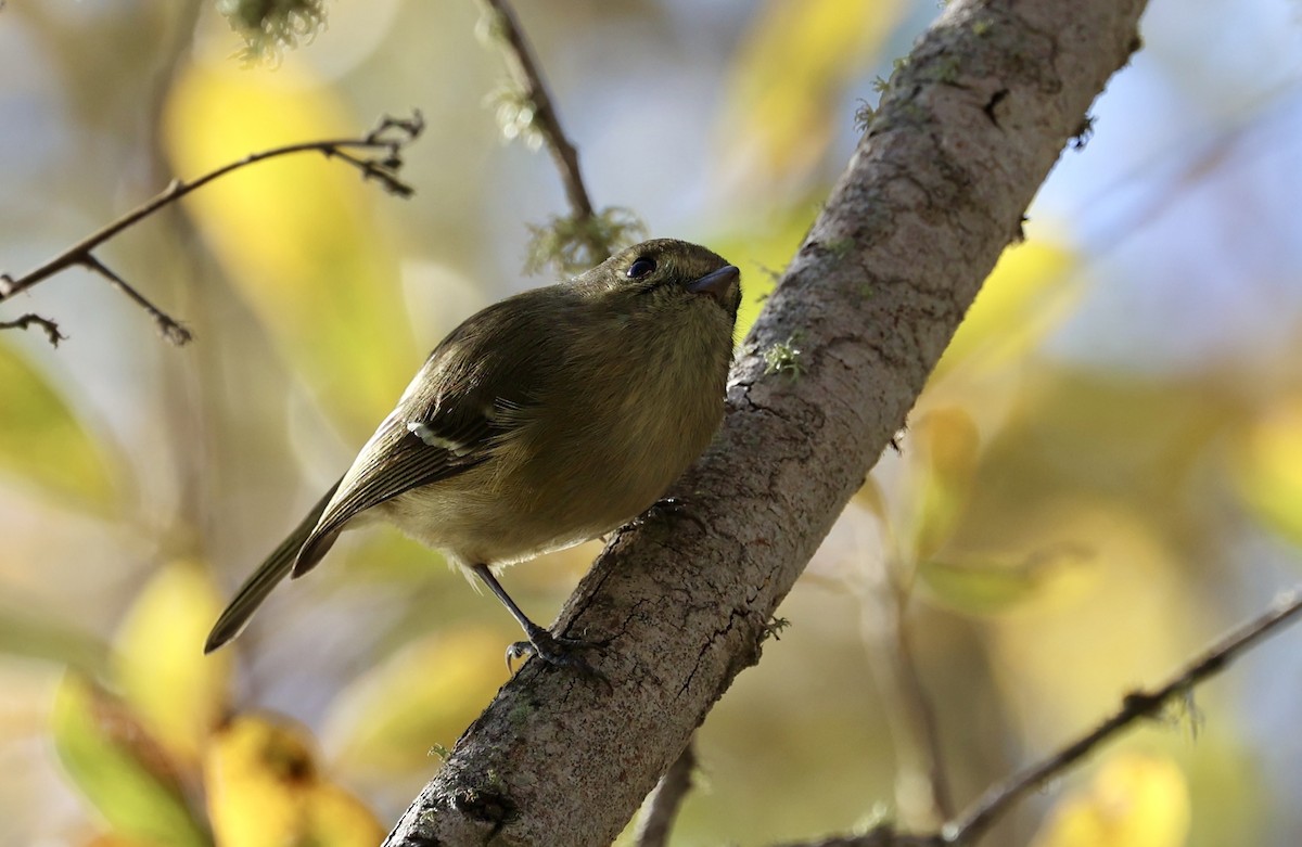 Hutton's Vireo - ML613271787