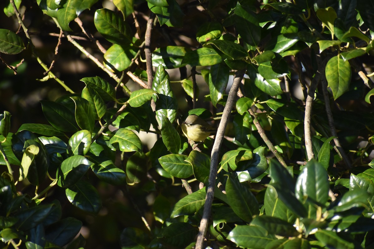 Orange-crowned Warbler - ML613271835