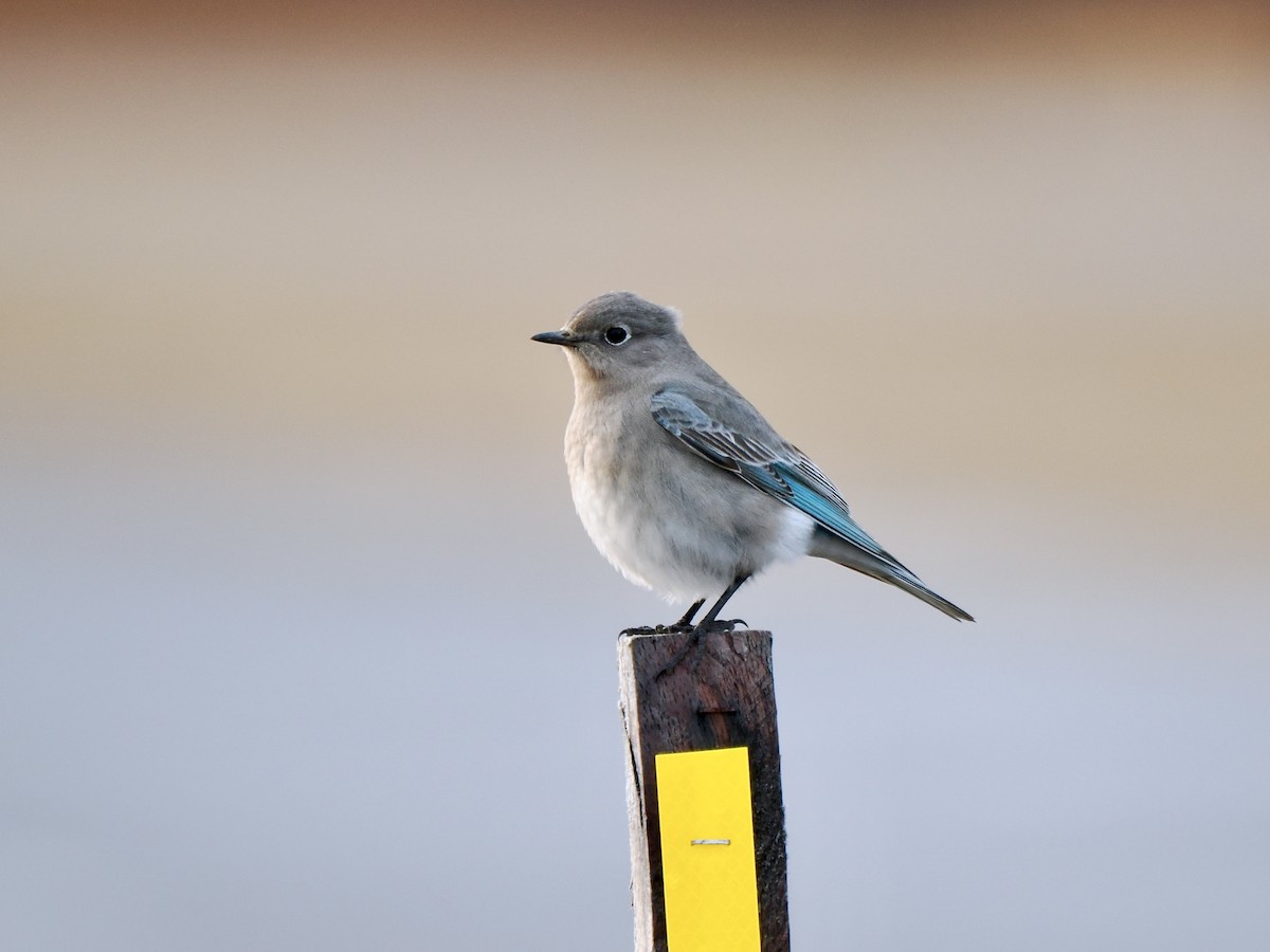 Mountain Bluebird - ML613271836