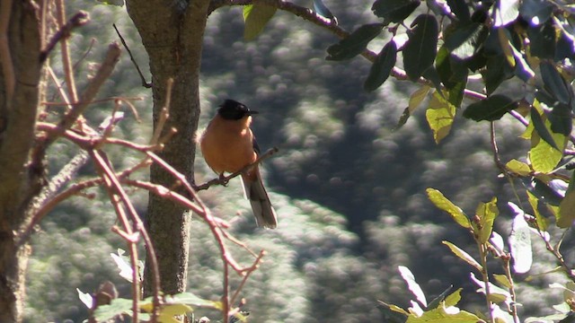 Rufous Sibia - ML613271846