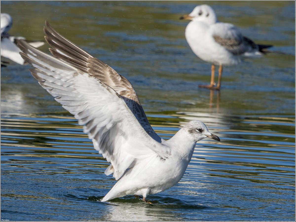 Mediterranean Gull - ML613272012