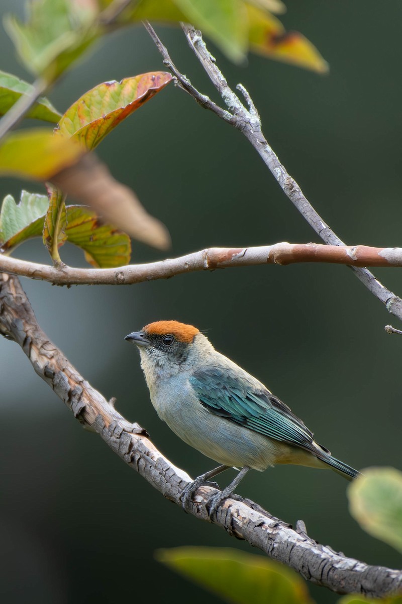Scrub Tanager - ML613272065