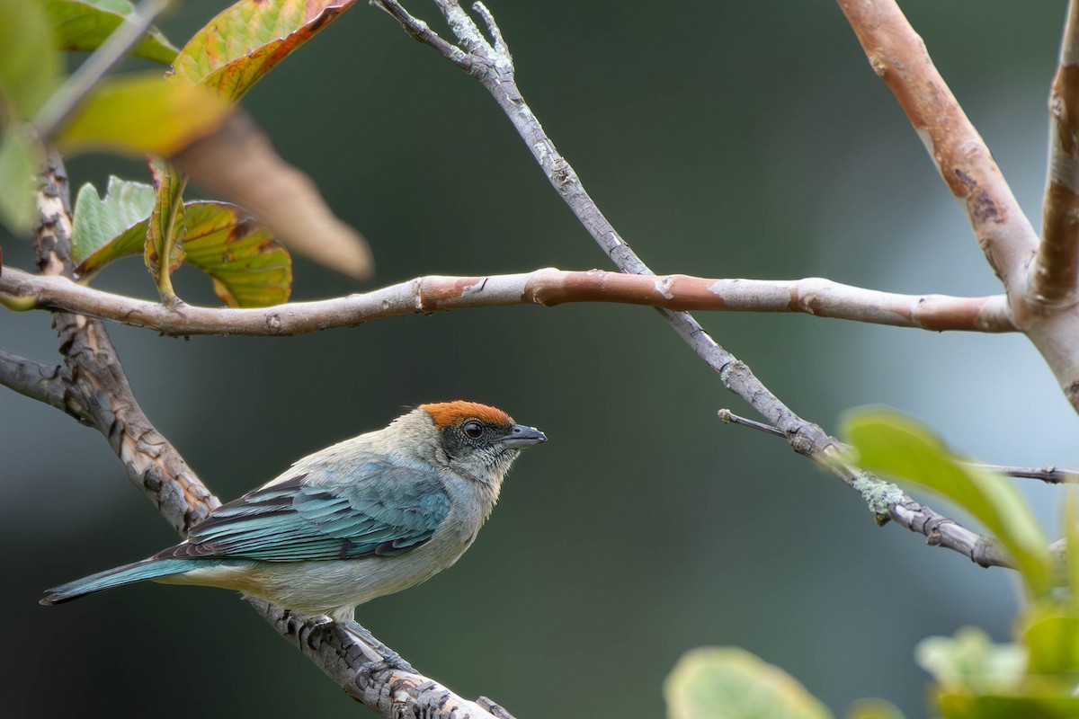 Scrub Tanager - ML613272067