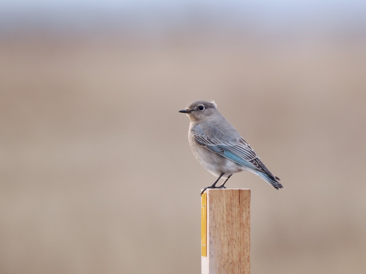 Mountain Bluebird - ML613272088