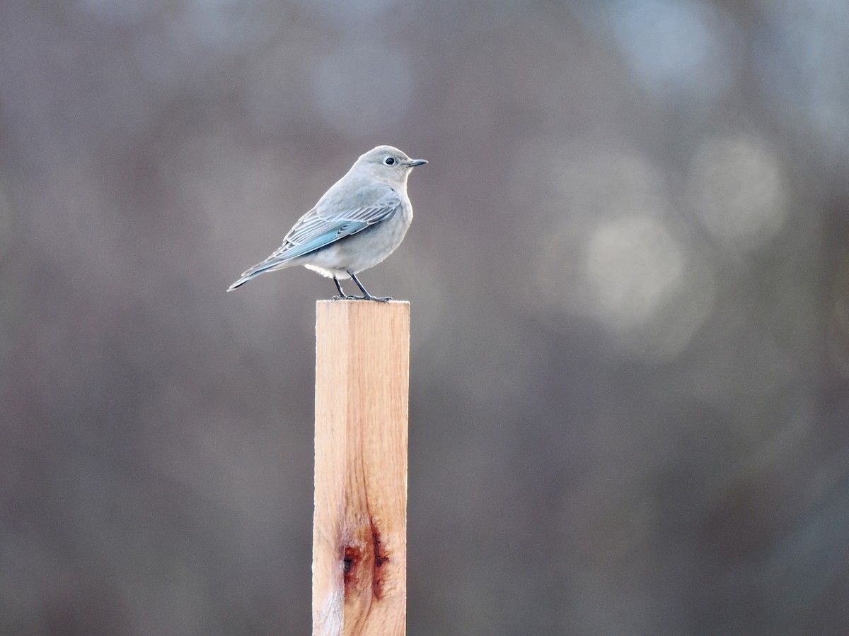 Mountain Bluebird - Gabriel Willow