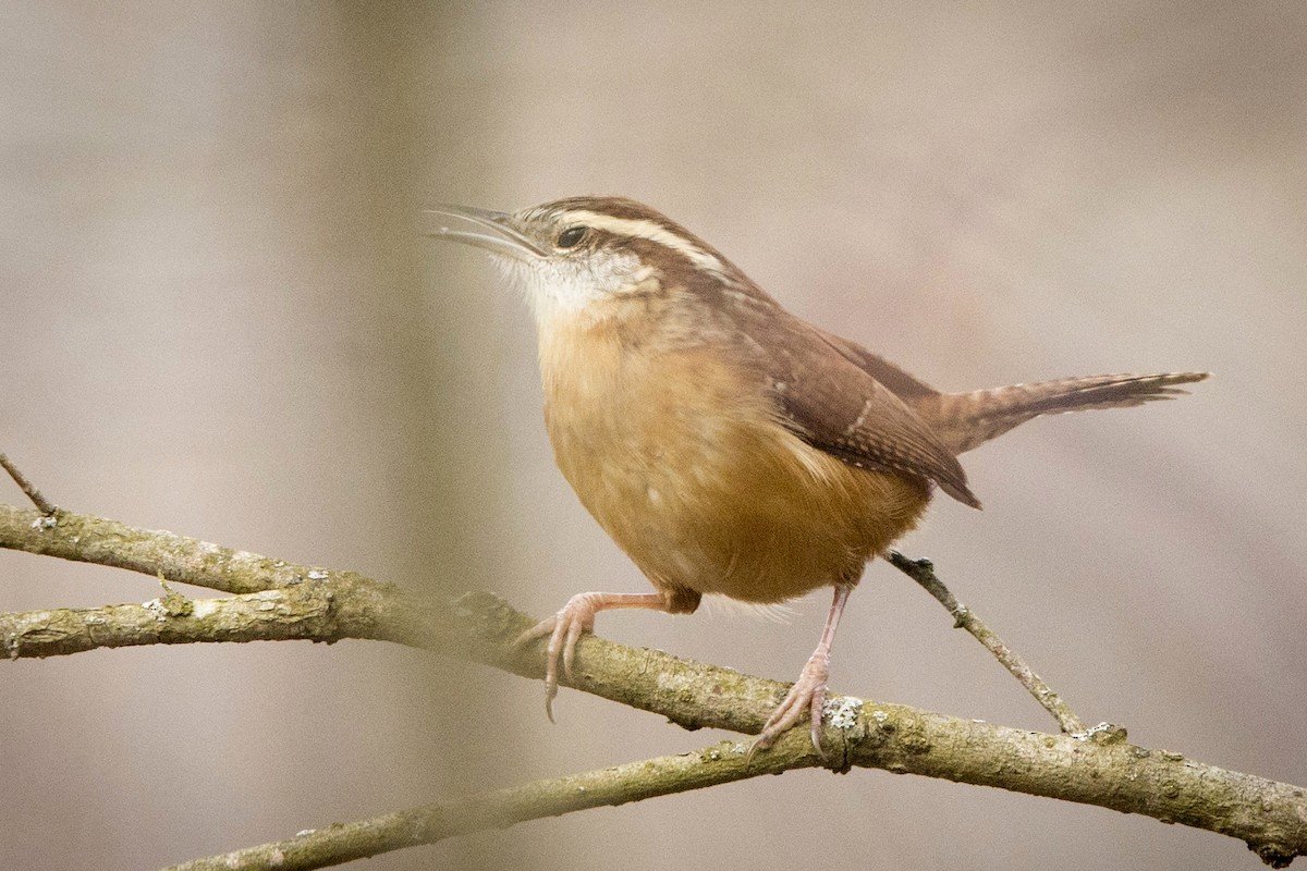 Carolina Wren - ML613272161