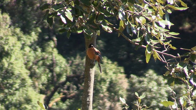 Rufous Sibia - ML613272218