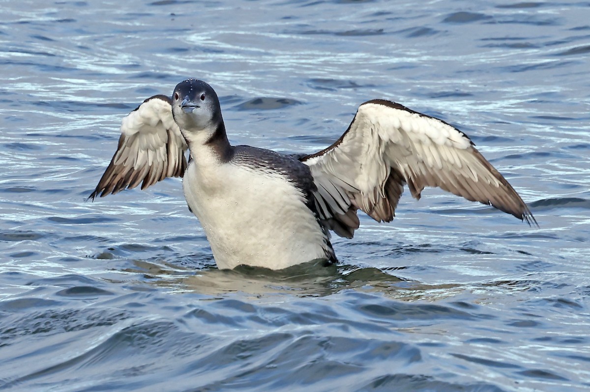 Common Loon - ML613272225