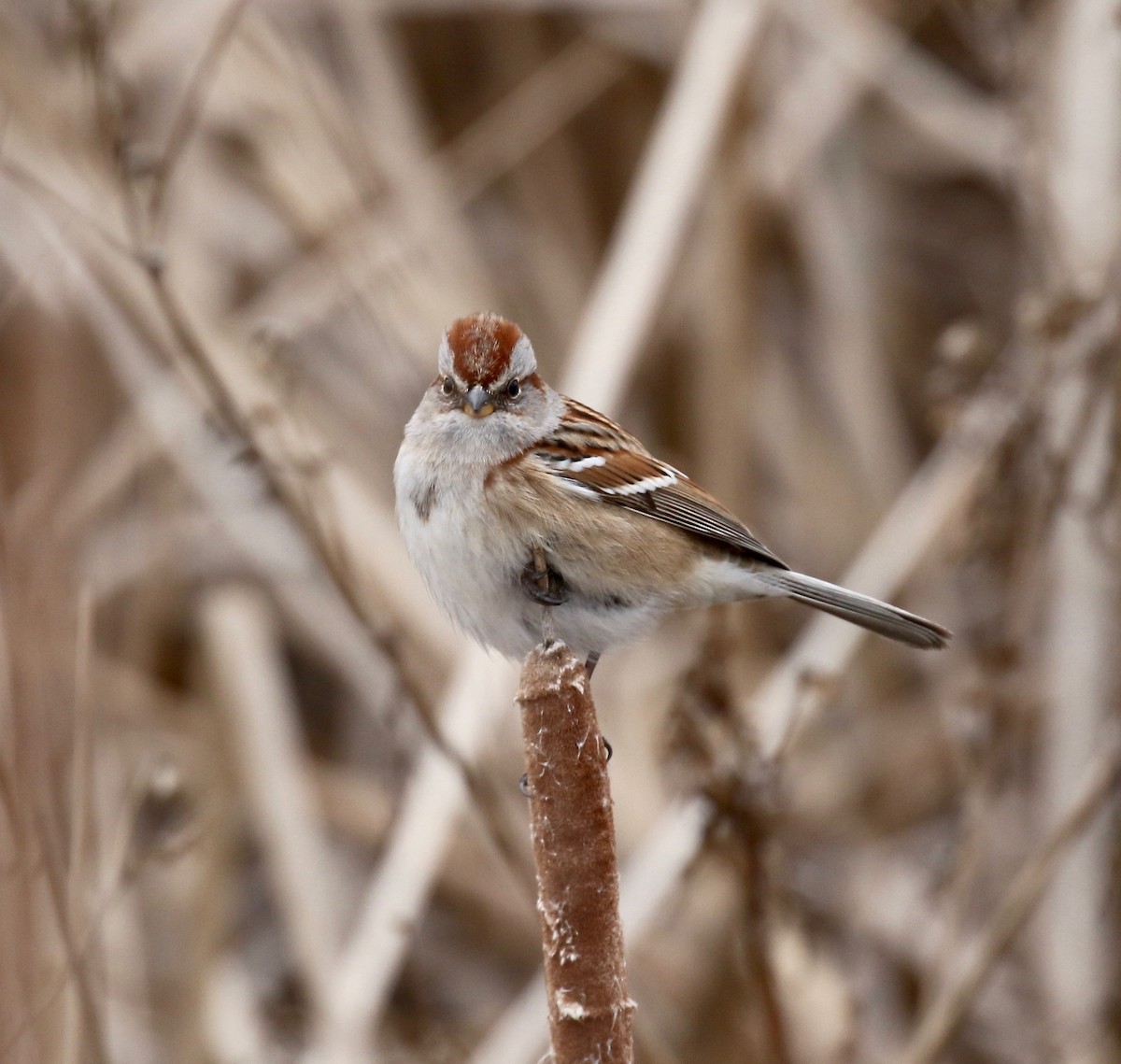 American Tree Sparrow - ML613272239