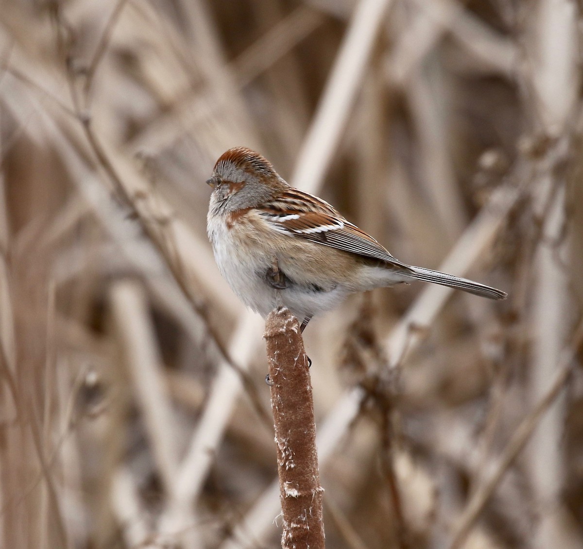 American Tree Sparrow - ML613272240