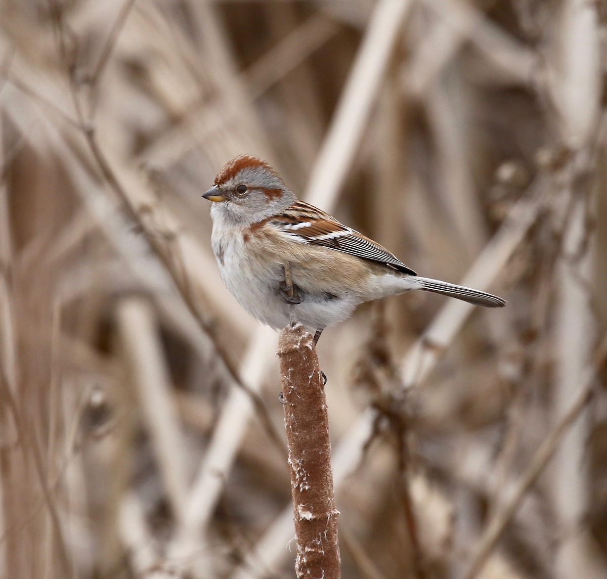 American Tree Sparrow - Sandy Vorpahl