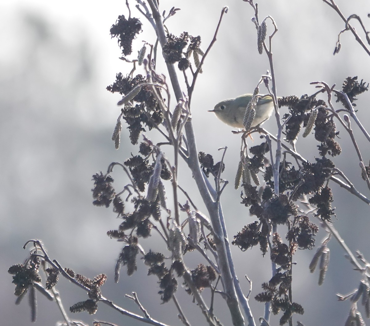 Ruby-crowned Kinglet - ML613272246