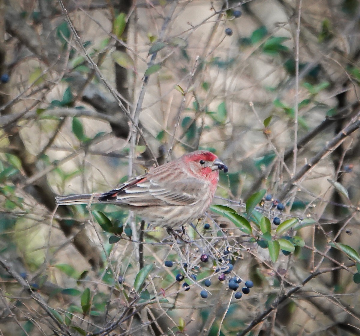 House Finch - ML613272251