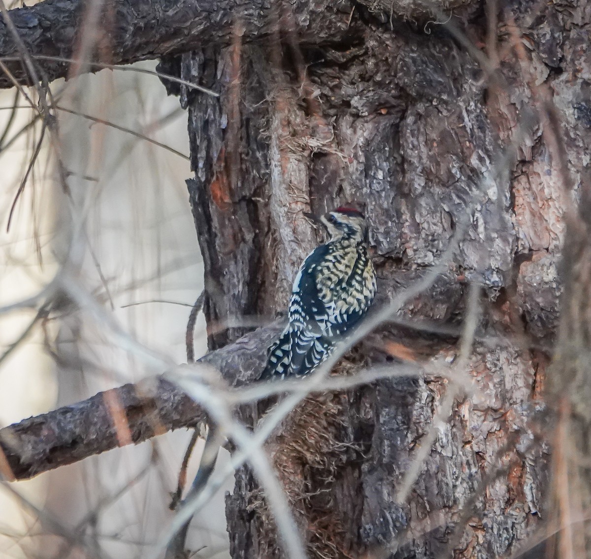 Yellow-bellied Sapsucker - ML613272271