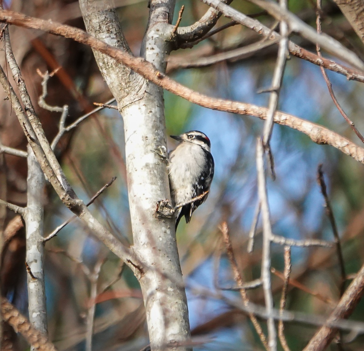 Downy Woodpecker - ML613272272