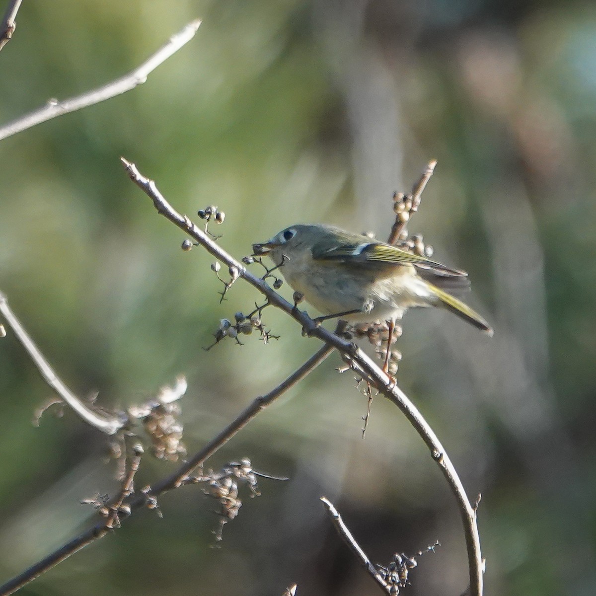 Ruby-crowned Kinglet - ML613272276