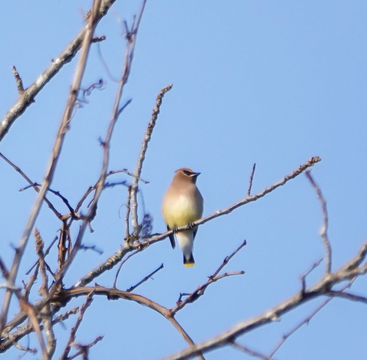 Cedar Waxwing - ML613272279