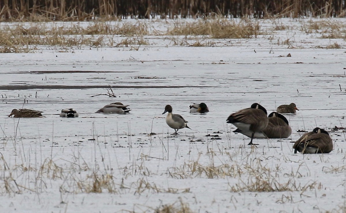 Northern Pintail - ML613272329