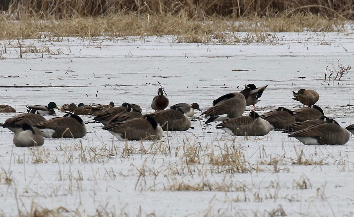 Northern Pintail - ML613272330