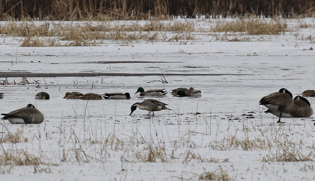 Northern Pintail - ML613272331