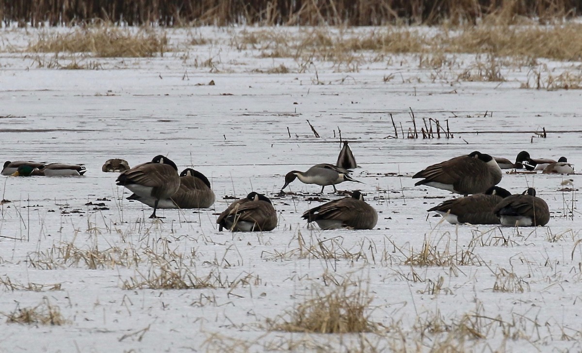 Northern Pintail - ML613272333