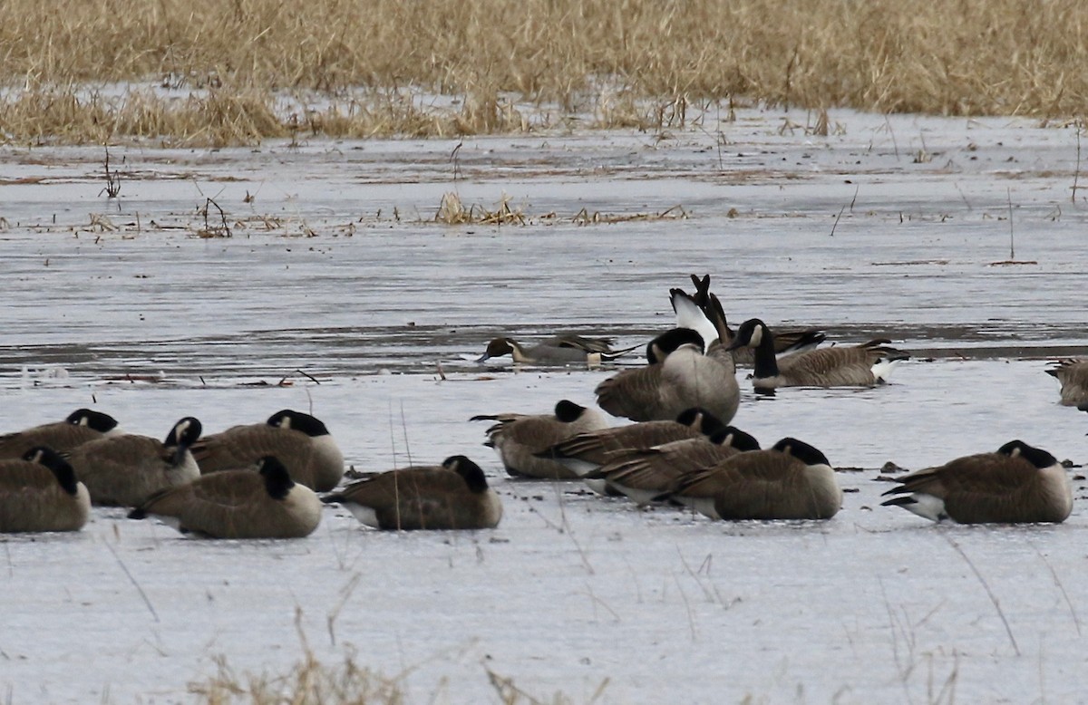 Northern Pintail - Sandy Vorpahl