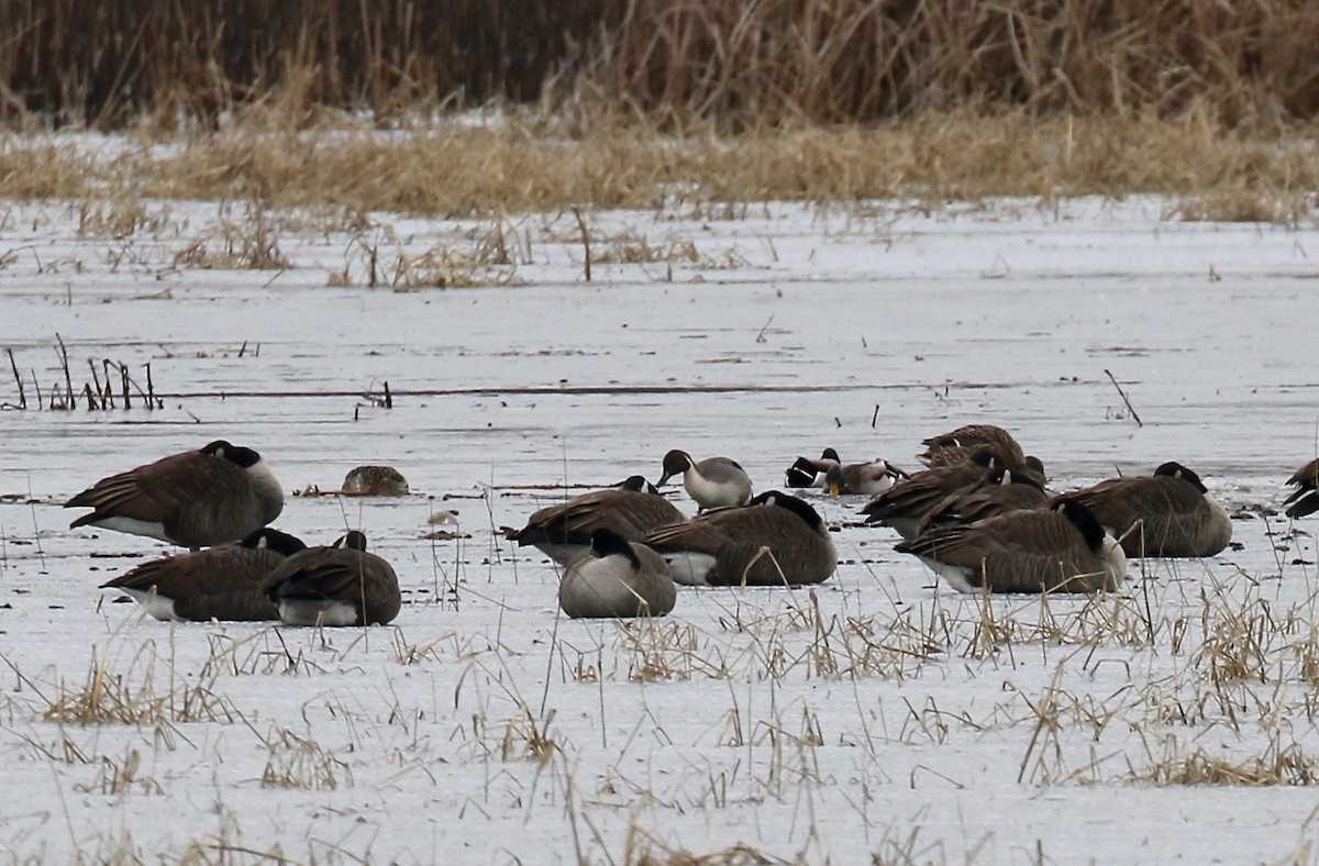 Northern Pintail - ML613272335