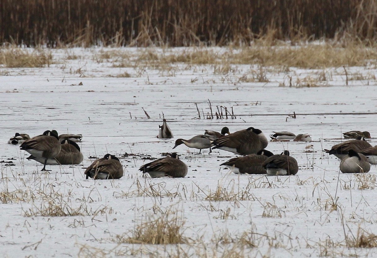 Northern Pintail - ML613272336