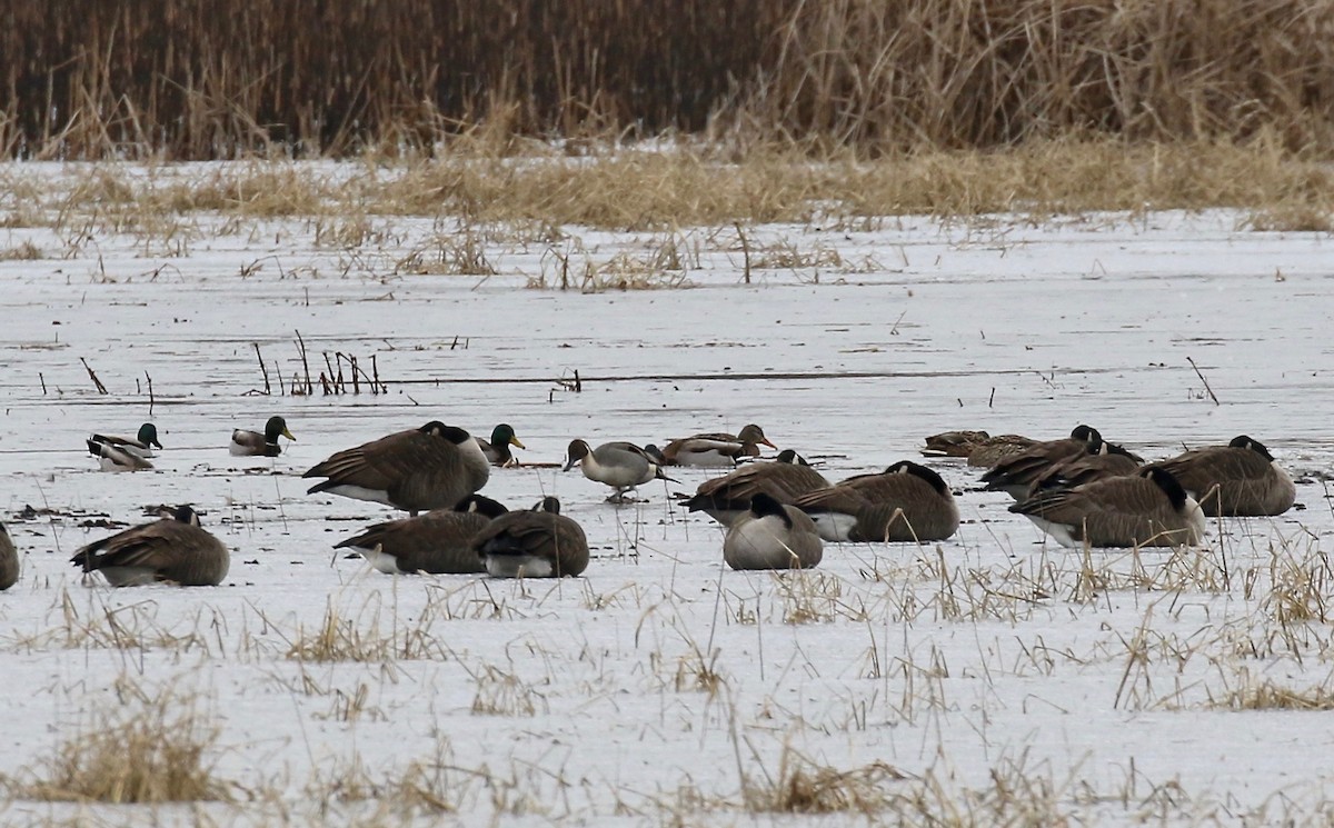 Northern Pintail - ML613272337