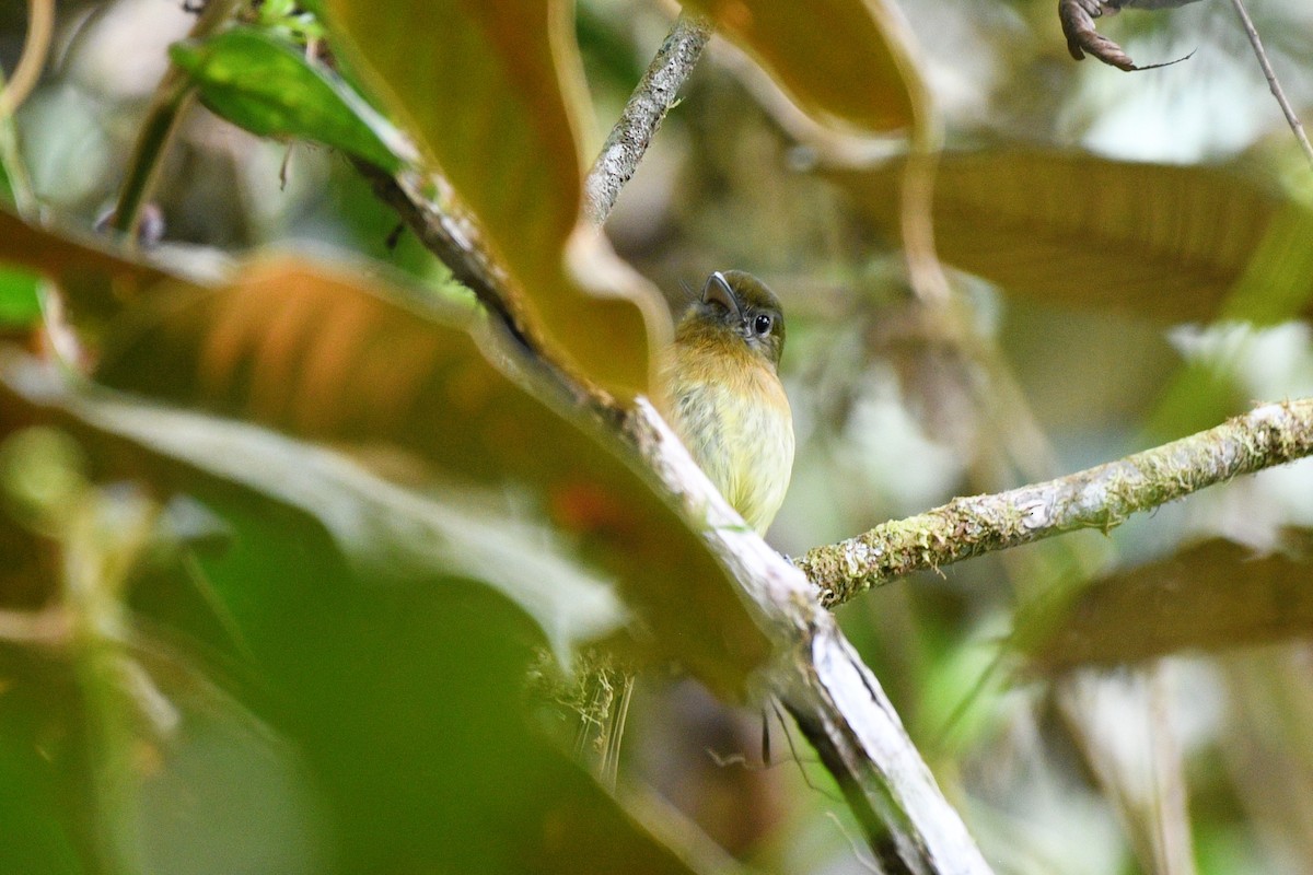 Fulvous-breasted Flatbill - ML613272360