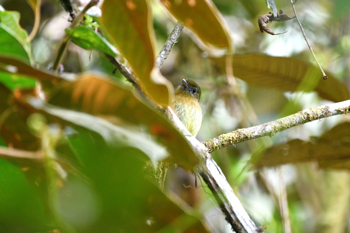 Fulvous-breasted Flatbill - ML613272361